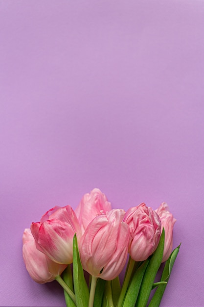 Zarte rosa Tulpe auf pastellviolettem Hintergrund. Grußkarte zum Frauentag. Flach liegen. Speicherplatz kopieren. Platz für Text. Konzept des internationalen Frauentags, des Muttertags, des Osters. Valentinstag lieben Tag