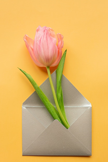 Foto zarte rosa tulpe im eleganten grauen umschlag in der mitte des pastellgelben hintergrunds. flach liegen. speicherplatz kopieren. platz für text. konzept des internationalen frauentags, des muttertags, des osters. valentinstag lieben tag