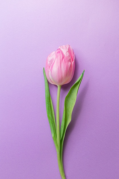 Foto zarte rosa tulpe in der mitte des pastellvioletten hintergrunds.