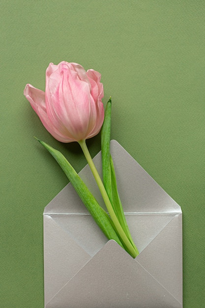 Foto zarte rosa tulpe und eleganter grauer umschlag in der mitte des pastellgrünen hintergrunds. flach liegen. speicherplatz kopieren. platz für text. konzept des internationalen frauentags, des muttertags, des osters. valentinstag lieben tag