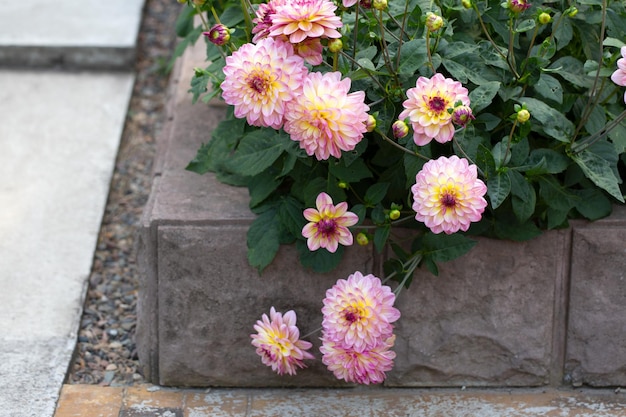 Zarte rosafarbene Dahlien in einem Blumenbeet im Garten Gartengestaltung mit mehrjährigen Blumen