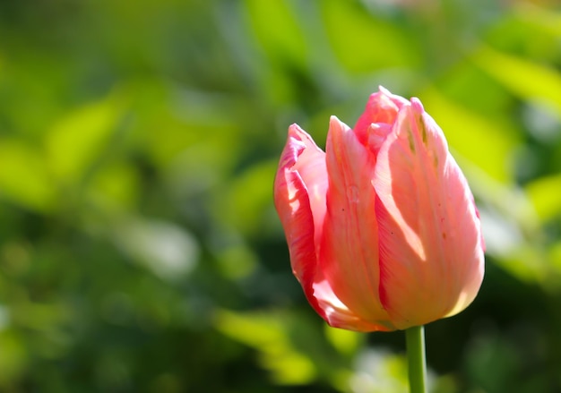 zarte rosafarbene Tulpe im Garten auf einem natürlichen grünen Hintergrund selektiver weicher Fokus