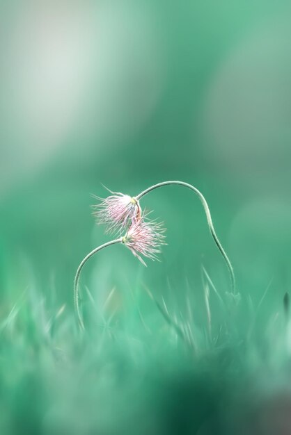 Zarte rosafarbene Wildblumen auf aquamarinfarbenem Hintergrund Sommerfrühlingsbild Kopieren Sie Platz