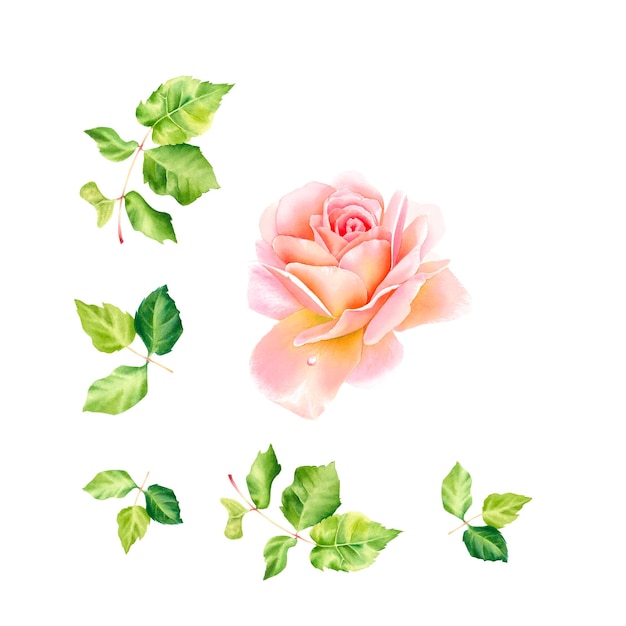 Zarte Rose botanische Illustration auf isoliertem Hintergrund Aquarell Home Decoration