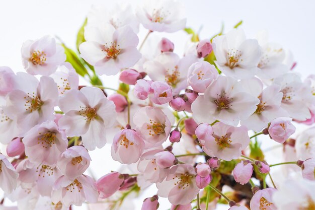 Zarte Sakura- oder Kirschbaumblumen blühen im Frühling auf natürlichem Hintergrund