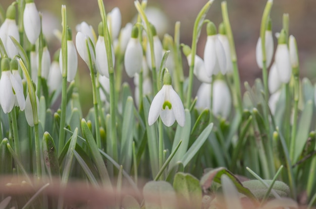 Zarte Schneeglöckchen Blume Blumenstrauß aus Schneeglöckchen Schneeglöckchen Frühlingsblumen