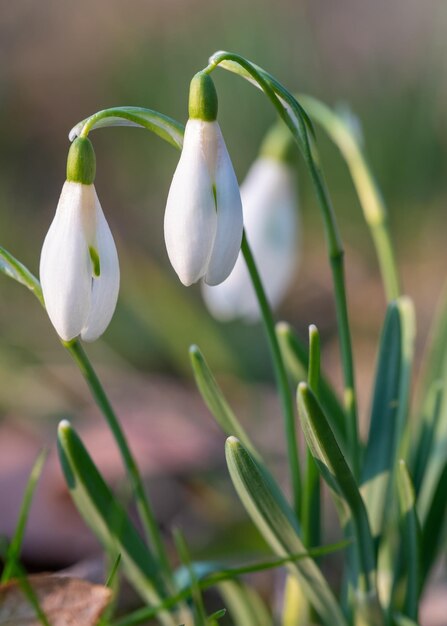 Zarte Schneeglöckchen Makrofoto Frühlingserwachen