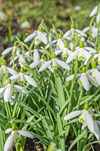 Zarte Schneeglöckchenblume