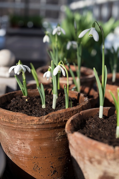 Zarte Schneeglöckchenblumen im Frühlingswald