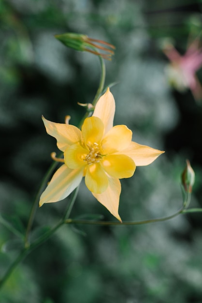 Zarte schöne gelbe Aquilegia-Blume im Garten im Sommer