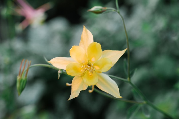 Zarte schöne gelbe Aquilegia-Blume im Garten im Sommer