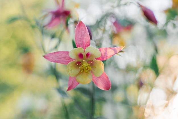 Zarte schöne rosa Aquilegia-Blume im Garten im Sommer