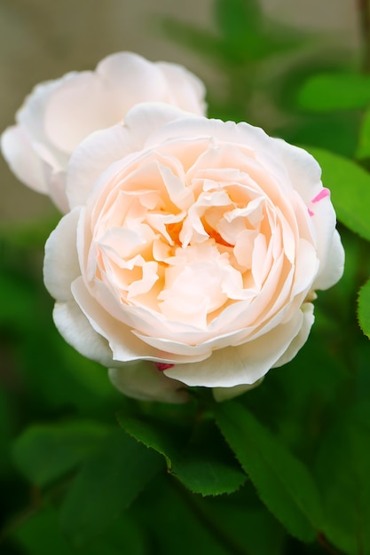 Zarte Teerose im Garten sanft rosa geringe Schärfentiefe Sommer