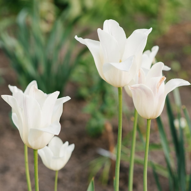 Zarte Tulip Elegant Lady im Frühjahr im Garten