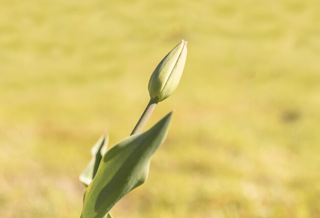 Zarte Tulpe mit ungeöffneter Knospe auf gelbem Hintergrund Frühlingsblumen