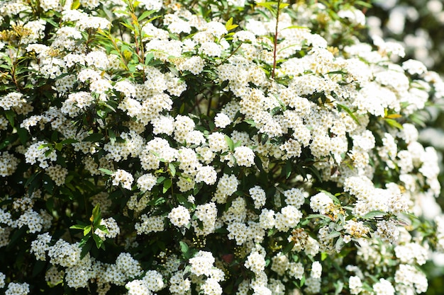 Zarte weiße Blumen im Garten