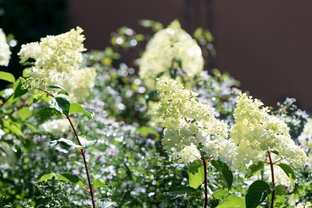 Zarte weiße Hortensienblüten im Garten