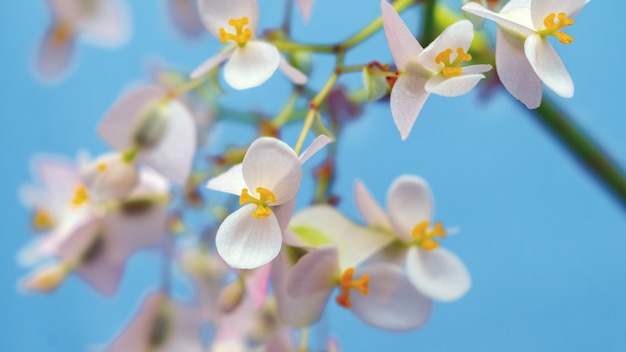 Zarte weiße und rosa Begonienblumen auf hellblauem Hintergrund