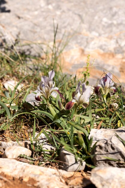 Zarte wilde weiße Iris Iris pumila wächst an einem sonnigen Frühlingstag in einem Bergwald