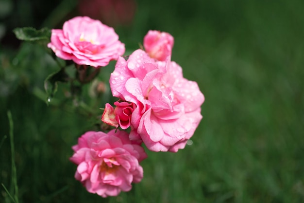 Zarter Blütenstrauch mit Rosen und Wildrose