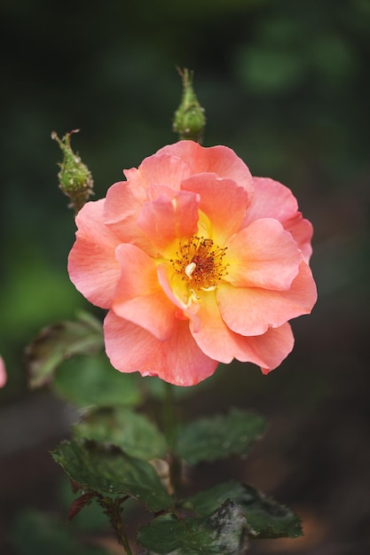 Zarter Blütenstrauch mit Rosen und Wildrose