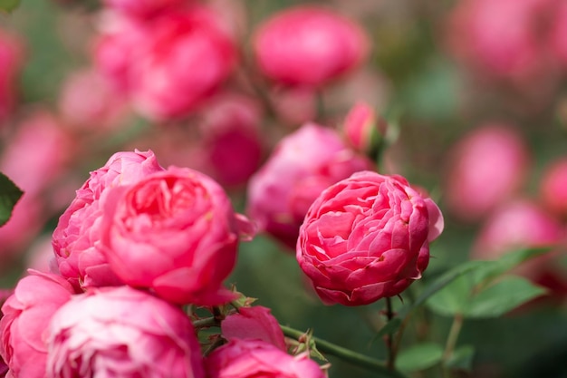 Zarter Blütenstrauch mit Rosen und Wildrose