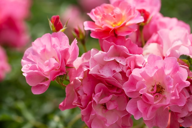 Zarter Blütenstrauch mit Rosen und Wildrose