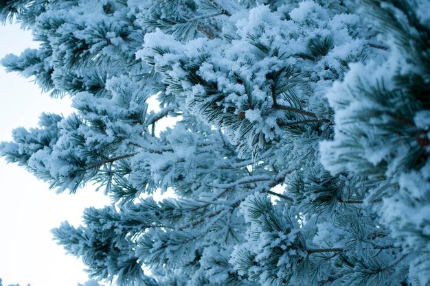 Zarter flauschiger Schnee auf Bäumen bei sonnigem Frostwetter