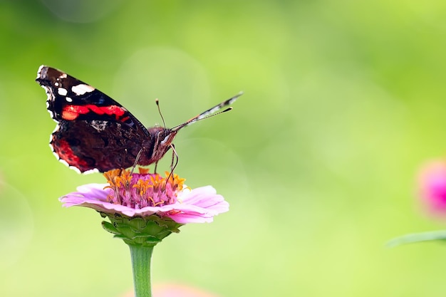 zarter Frühlingsblumenhintergrund / schönes Bild von blühenden Zweigen