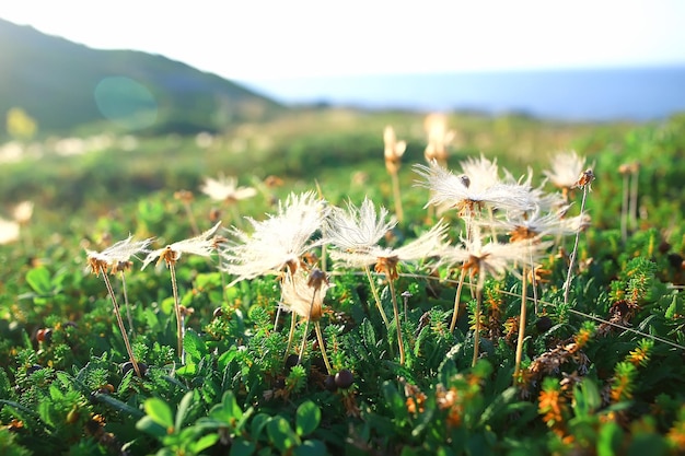 zarter Frühlingsblumenhintergrund / schönes Bild von blühenden Zweigen