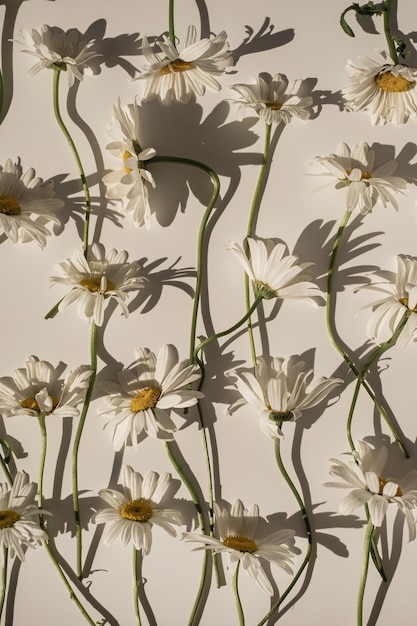 Zartes ästhetisches Kamillenblütenmuster mit Sonnenlichtschatten auf weißem Hintergrund