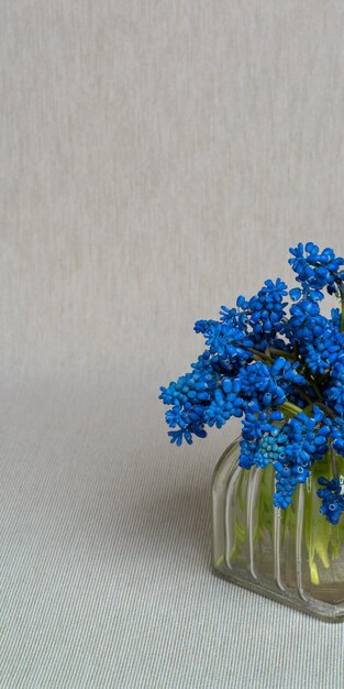 Zartes Bouquet von Muscari Geocypts in einer Glasvase auf hellgrauem Hintergrund Hyazinthen