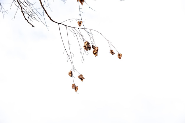 zartes goldenes Herbstblatt auf einem hellen Hintergrund im Minimalismus-Close-Up