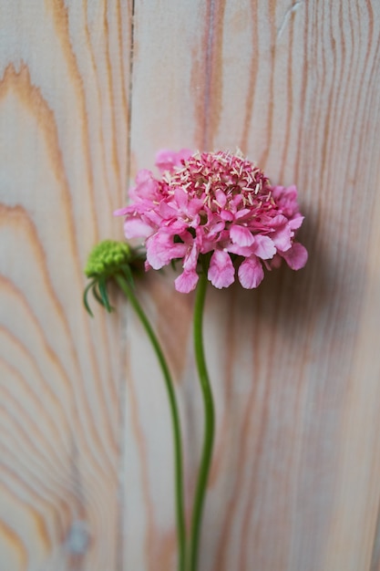 Zartes Stillleben mit einer rosa Gartennelke für Muttertag oder Hochzeit in der Weinleseart