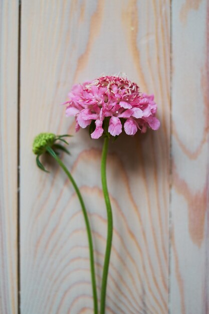 Zartes Stillleben mit einer rosa Gartennelke für Muttertag oder Hochzeit in der Weinleseart