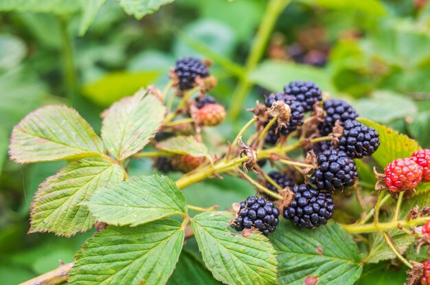 Zarzamora jugosa madura Arbusto de frutas del jardín Hermoso paisaje rural natural con un fuerte fondo borroso El concepto de alimentos saludables con vitaminas