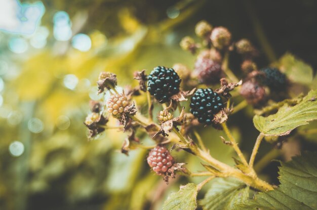 Zarzamora jugosa madura Arbusto de frutas del jardín Hermoso paisaje rural natural con un fuerte fondo borroso El concepto de alimentos saludables con vitaminas