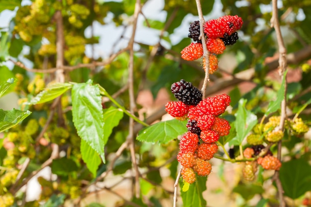 Zarzamora madura, maduración y frutas verdes inmaduras en el árbol