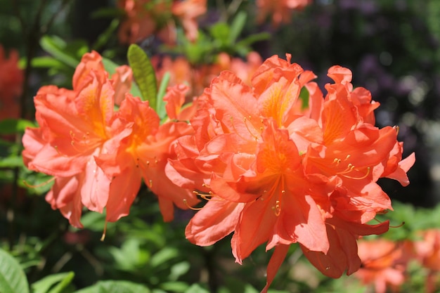 Zauberblume aus orangefarbenem Rhodendron