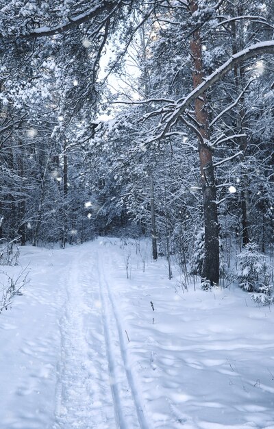 Zauberkiefernwald in der Wintersaison im Schneesturm