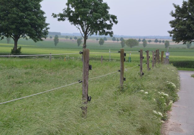 Foto zaun auf dem feld von bäumen gegen den himmel