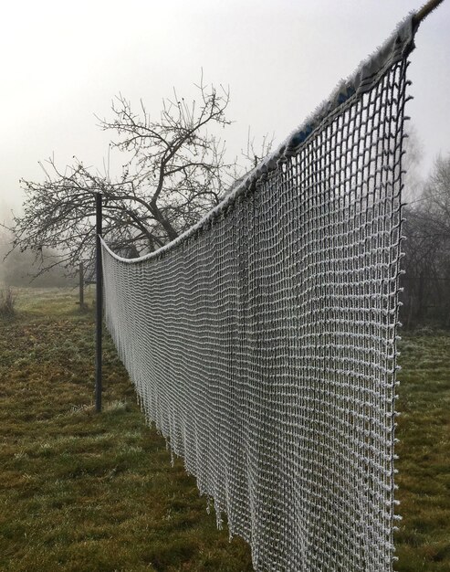 Zaun von Bäumen auf dem Feld gegen den Himmel