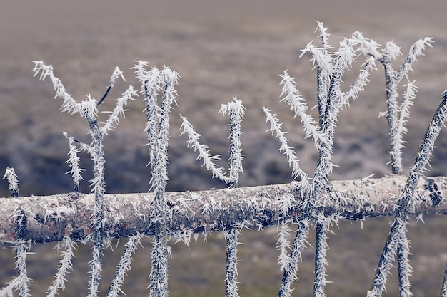 Zaun von Ästen in Frostnadeln