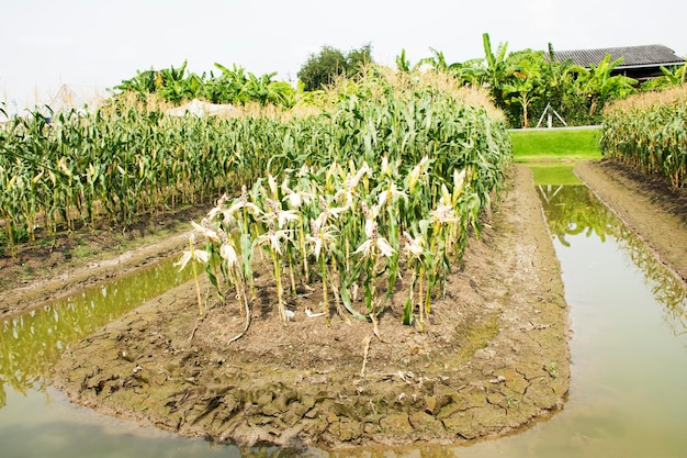 Zea mays Linha Var Saccharata ou Milho Doce da fazenda de plantação de milho agrícola no campo em Nonthaburi Tailândia