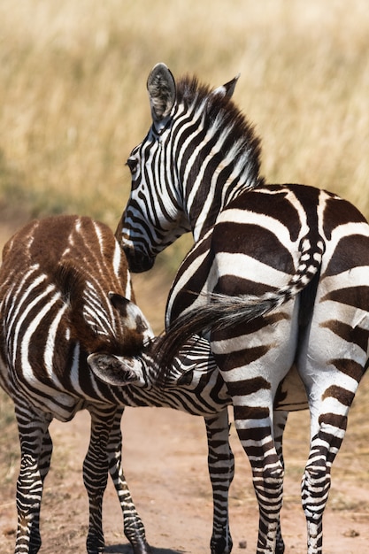 Zebra alimenta o bebê. masai mara, quênia