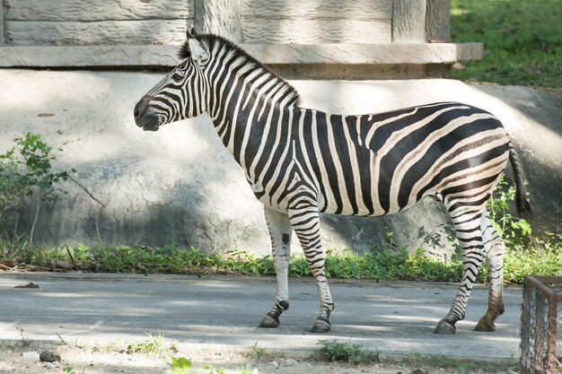 Foto zebra auf dem feld