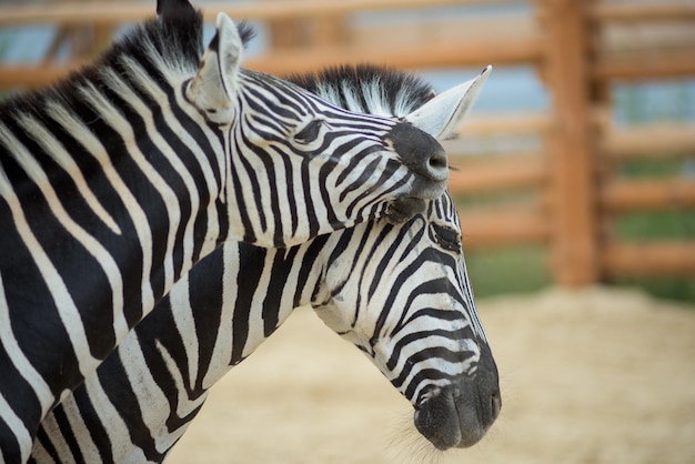 Zebra auf die Natur