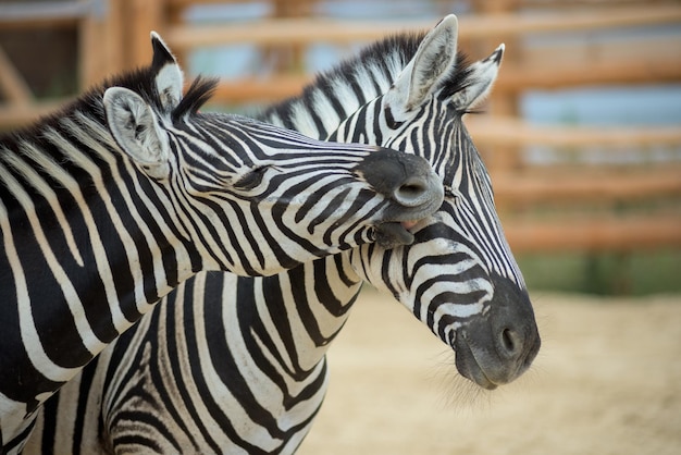 Zebra auf die Natur