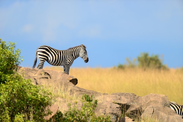 Zebra auf Grasland in Afrika