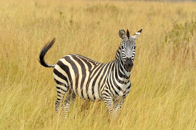 Zebra auf Grasland in Afrika